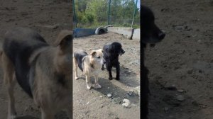 Метис сеттера добряк Генри ищет дом❤️