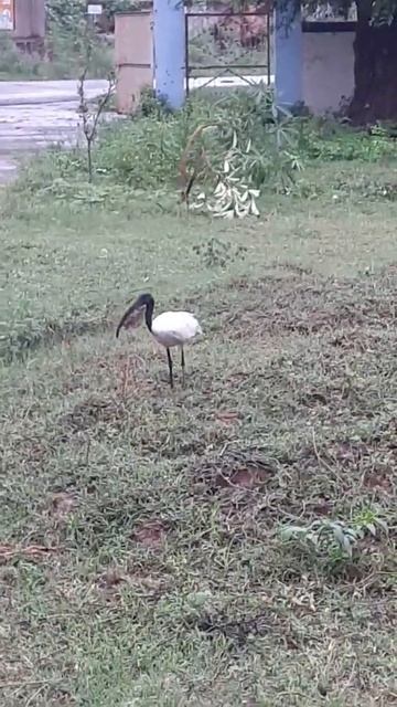 Indian white ibis Black Beak Heron ! #birds #ytshorts смотреть онлайн