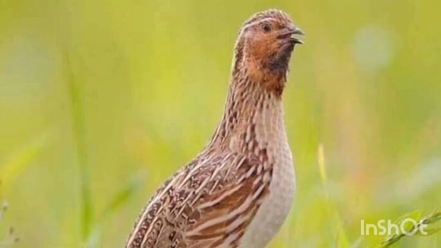 batair ki awaz suba ke liye quil sound wheat hunting with morning گندم کی بٹیروں کے لئے زبردست آواز