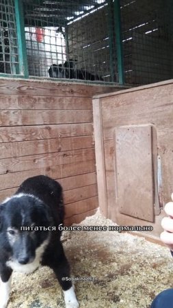 Старенькой собачке Тетеньке необходим гастрокорм