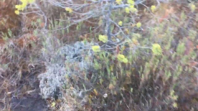 Бессмысленные скитания по болотам и надежде о лете гусей! Прошу извинение за мат! смотреть онлайн