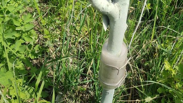 ОТ МУРАШЕЙ И ТЛИ , ГУМАННЫЙ СПОСОБ ИЗБАВИТЬСЯ ! смотреть онлайн