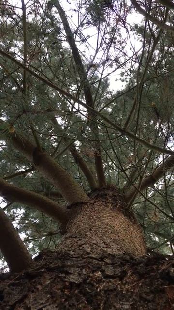 Monterey pine - canopy - March 2020 смотреть онлайн