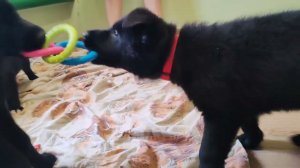Чёрная сука немецкой овчарки : кто кого