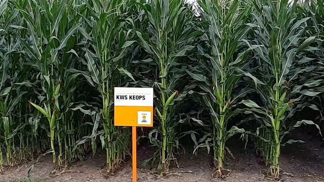 Sortenvideo KWS KEOPS (Daniel Barth) смотреть онлайн