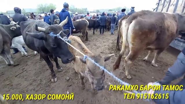 Молбозори Кумсангир Нархои Говои Ширдор Говои Бугуз Говои савдо Шидаги АСПХО ВА ХАР / 07 03 2021