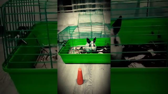 Ой мама кто это смотреть онлайн