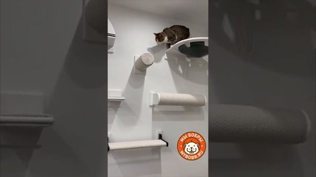 Освоение котодрома