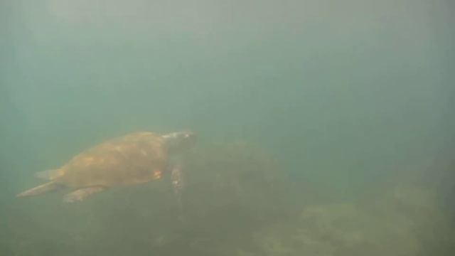 Sea Turtle смотреть онлайн