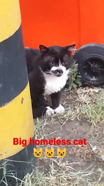 Big homeless cat 😺😺 #taifksa #saudiarabia #buhayofw #shortvideo #tantanfarmtv смотреть онлайн
