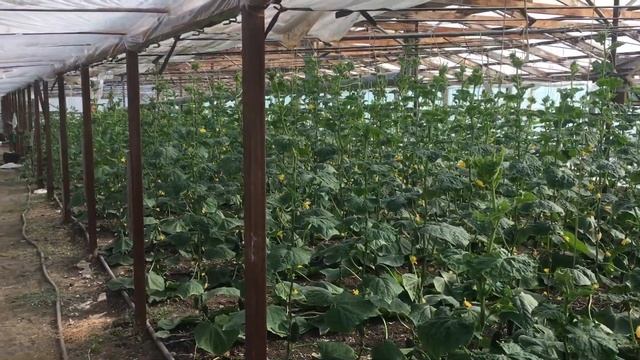 Огурцы начало сборов смотреть онлайн