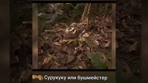 БУШМЕЙСТЕР в ЯДОВИТОМ ПОЛКУ