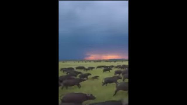 ПУТЕШЕСТВИЕ ПО САФАРИ. ДИКАЯ ПРИРОДА