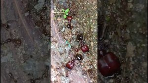 carebara ants vs Dark phediole ants