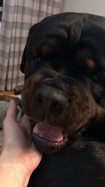 Агрессия ротвейлера . смотреть онлайн