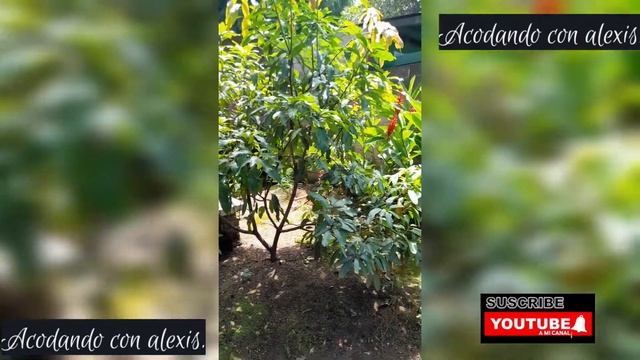 acodo ereo de mango en tan solo 45 dias RESULTADOS смотреть онлайн