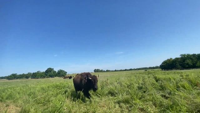 How to call Buffalo смотреть онлайн