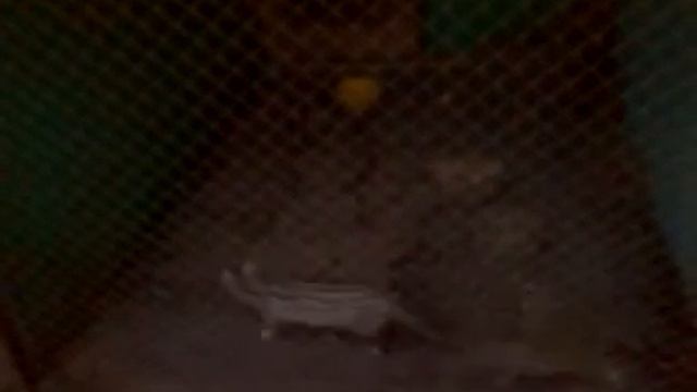 неведомы зверушки смотреть онлайн