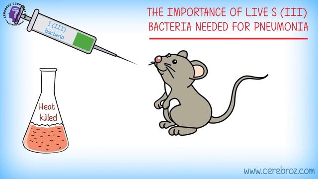 Griffith's Experiment/Bacterial Transformation (Griffith's Experiment)