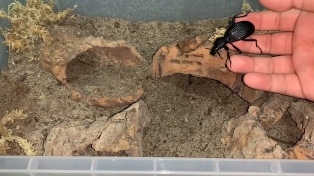 Tefflus Beetle REHOUSING!! Venomous Visions! смотреть онлайн