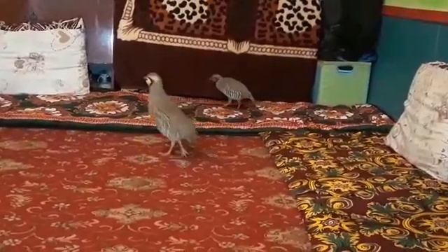 Кабги Шикори 2023 г. смотреть онлайн