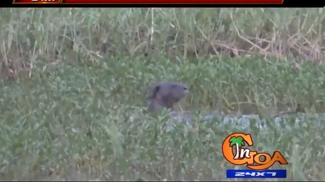 OTTERS SPOTTED IN TALIEGAO PANJIM смотреть онлайн