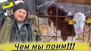 Чем мы выпаиваем маленьких телят. Поход в баню. Омск Москаленки жизнь в деревне.