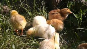 Маленькие курочки