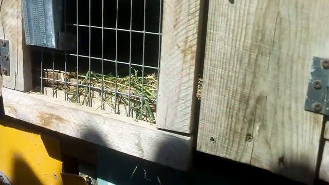 Прогулка кроликов смотреть онлайн