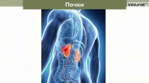 Окружающий мир урок 4 Тема выделительная система