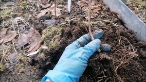 Гортензии с ОКС