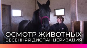 В Новгородском округе ветеринары провели весеннюю диспансеризацию животных в различных хозяйствах