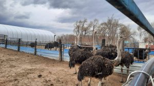 Китай,Хулинь. В гости к страусам. 13 апреля 2025 года