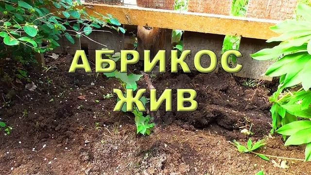 Абрикос жив 2022