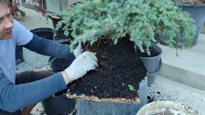 как нельзя высаживать можжевельник часть 3 .