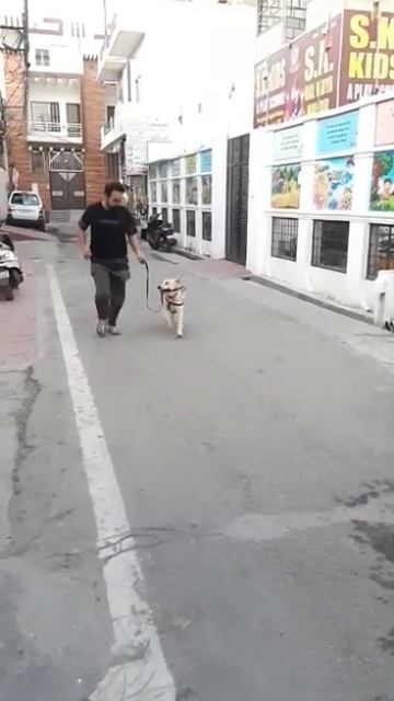 she is like a leopard||tinny evening running time||cute labrador puppy running like cheetah#shorts смотреть онлайн