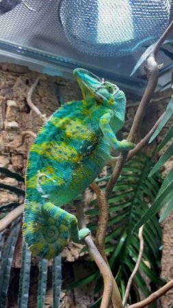 🦎 Хамелеон йеменский, или шлемоносный (Chamaeleo calyptratus)