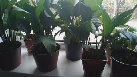 lv_0_20250412154752 5 неприхотливых комнатных цветов для уюта и благополучия в доме