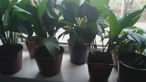 lv_0_20250412154752 5 неприхотливых комнатных цветов для уюта и благополучия в доме