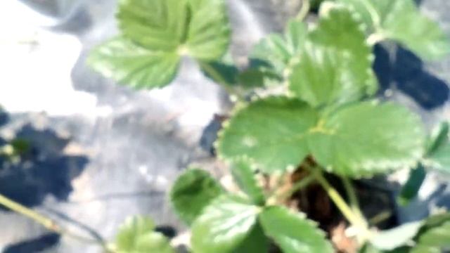 удаляю лишние рожки после обрезки и отрастания на клубнике смотреть онлайн