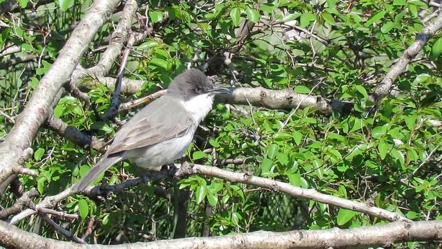 Grmuša čevrljinka , Sylvia curruca , Lesser whitethroat -- Birds of Croatia смотреть онлайн