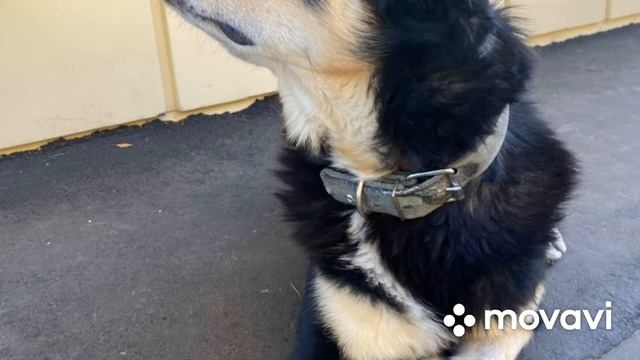 Пушистые друзья #9 смотреть онлайн