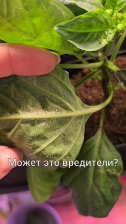 Оэдема