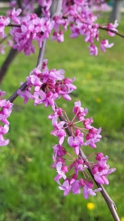 beautiful spring, april 2025 / красивая весна, апрель 2025 #music #new #chill #nature