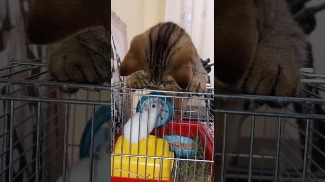 Волшебные ушки.Приколы с животными.