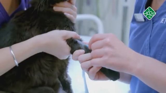 Анонс. ЗОО ТВ. Записки новозеландских смотреть онлайн