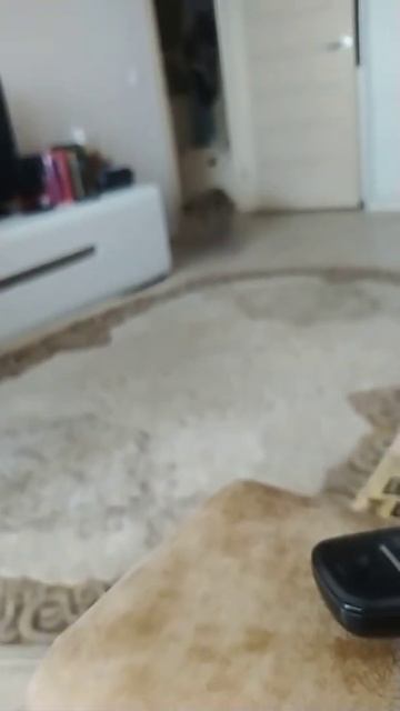 Кот убегает смотреть онлайн