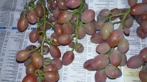 Калининградский виноград. Подарок Украине.