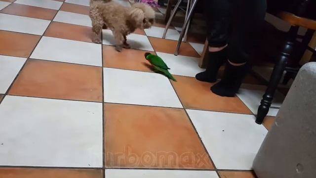 Лорикет vs пудель смотреть онлайн