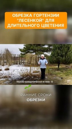 Как обрезать гортензию "лесенкой" для длительного цветения